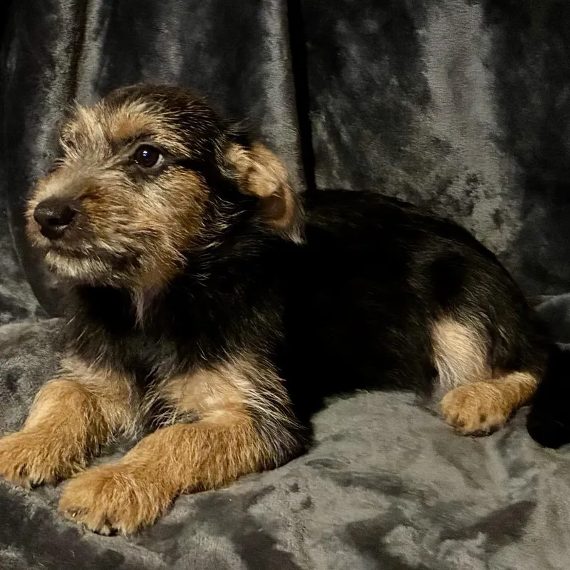 A baby medium-sized female Black Terrier dog named Rue for adoption in Pelham, NH