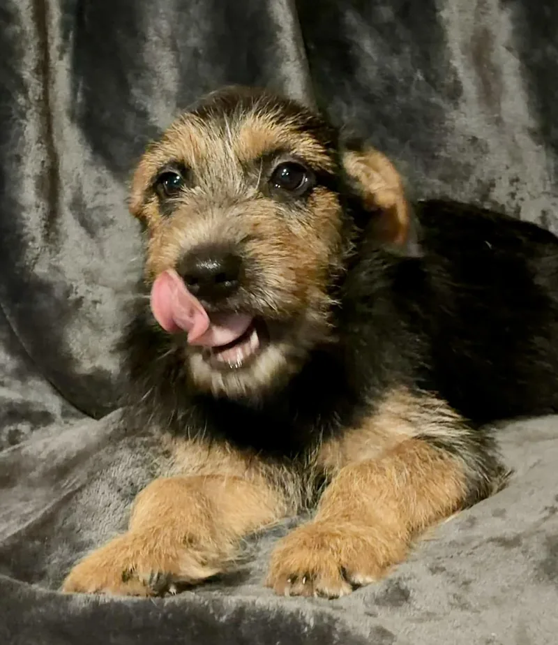 Rue thumbnail 3