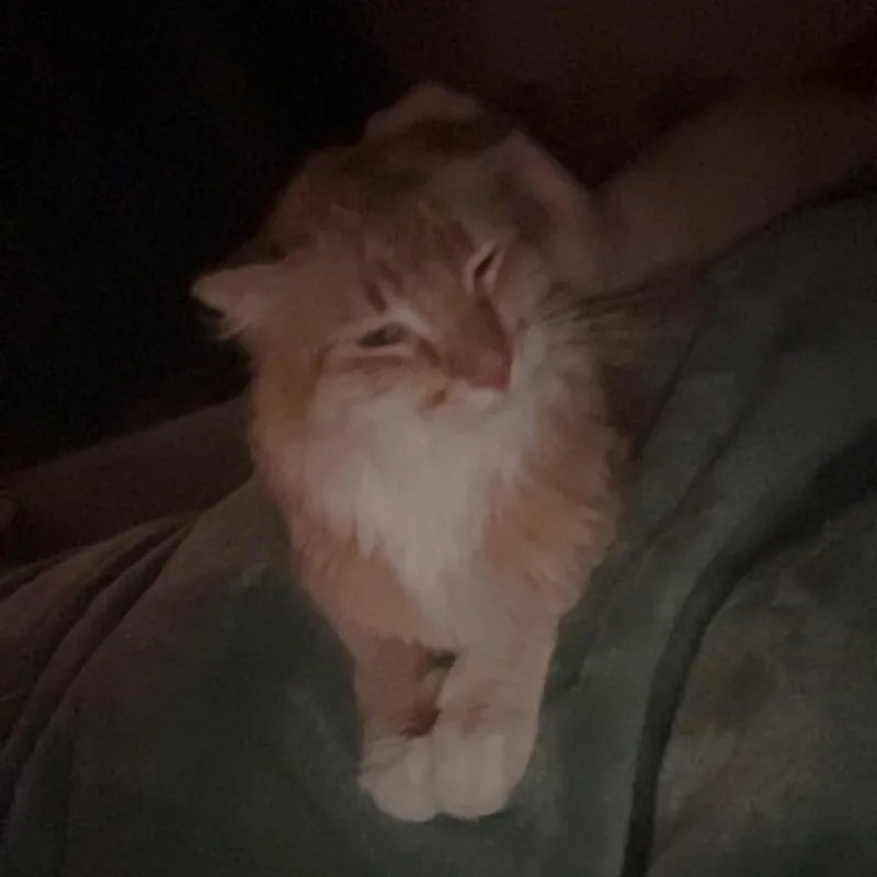 An adult small-sized male Orange / Red Domestic Long Hair cat named Rusty for adoption in Rochester, MN