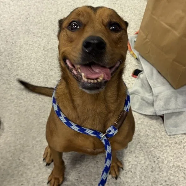 An adult small-sized female Labrador Retriever dog named Marta for adoption in Des Moines, IA