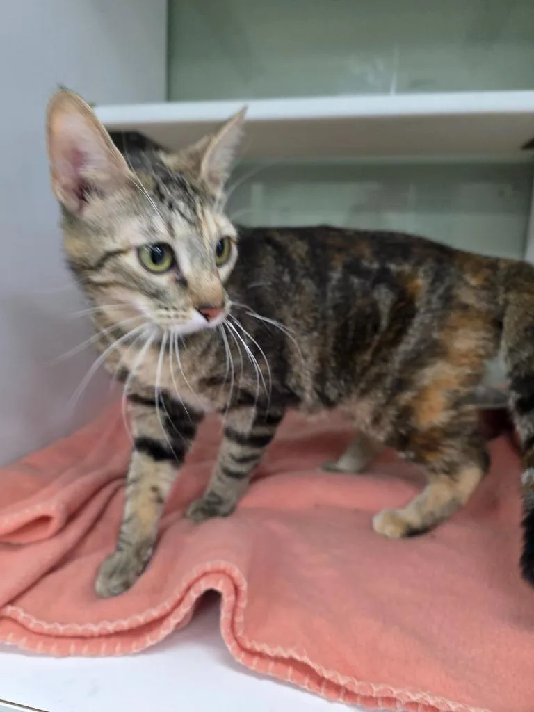 A young small-sized female Domestic Short Hair cat named Sapphire for adoption in Carthage, MO