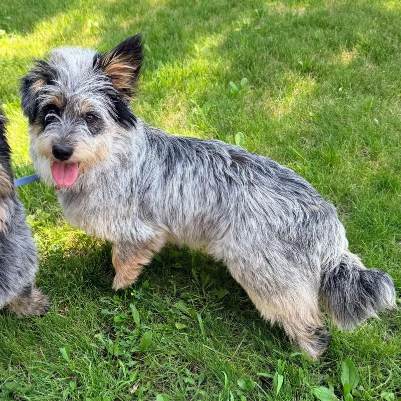 A young small-sized female Gray / Blue / Silver Corgi dog named Petunia for adoption in Saint John, IN