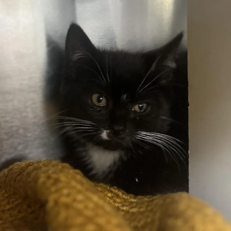 A baby small-sized female Black Domestic Short Hair cat named Abby Mallard for adoption in Newark, NJ