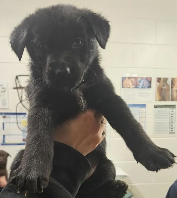 A baby large-sized female German Shepherd Dog dog named Martha for adoption in Pocatello, ID