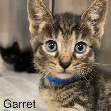 Garret
