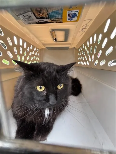 An adult medium-sized male Domestic Medium Hair cat named Sheldon for adoption in Lees Summit, MO