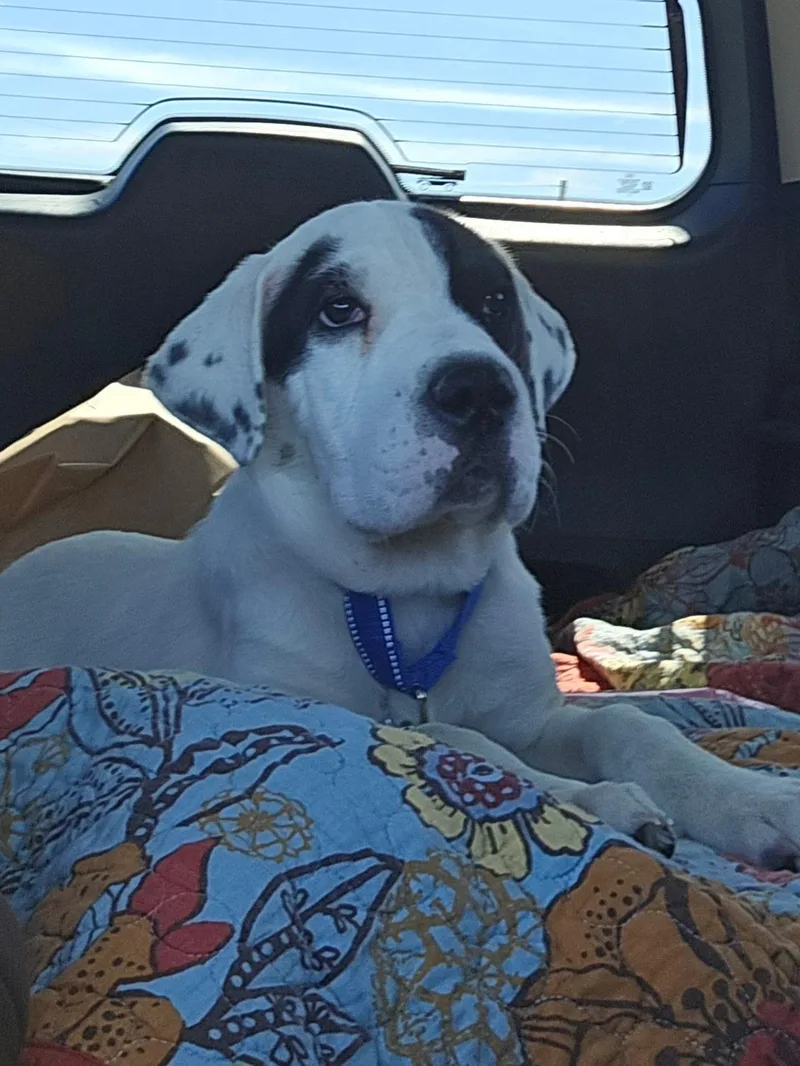 A baby medium-sized male Shar-Pei dog named Scout for adoption in Oswego, IL