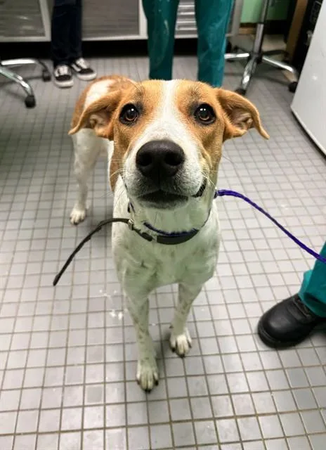 A young large-sized female Foxhound dog named Susie for adoption in Killeen, TX