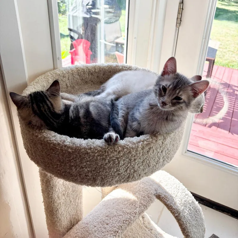 A baby small-sized male Gray / Blue / Silver Domestic Short Hair cat named Noah for adoption in Inver Grove Heights, MN