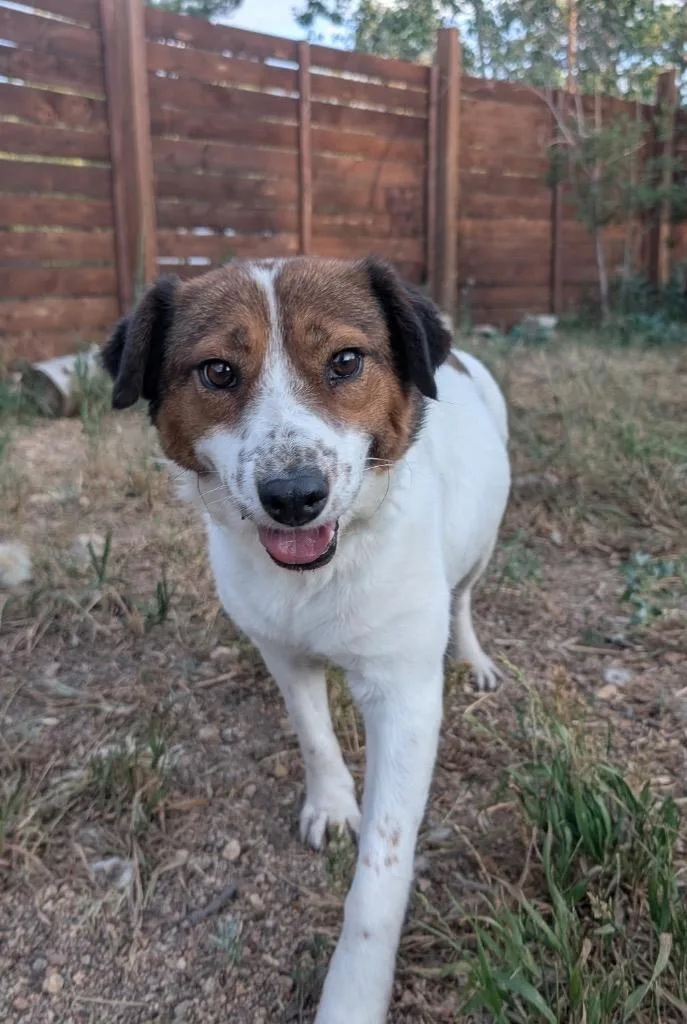 An adult medium-sized female Australian Cattle Dog / Blue Heeler dog named Darjeeling for adoption in Fort Lupton, CO
