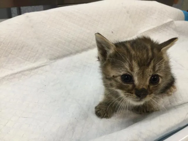 A baby small-sized female Domestic Short Hair cat named Snippet for adoption in Thousand Palms, CA