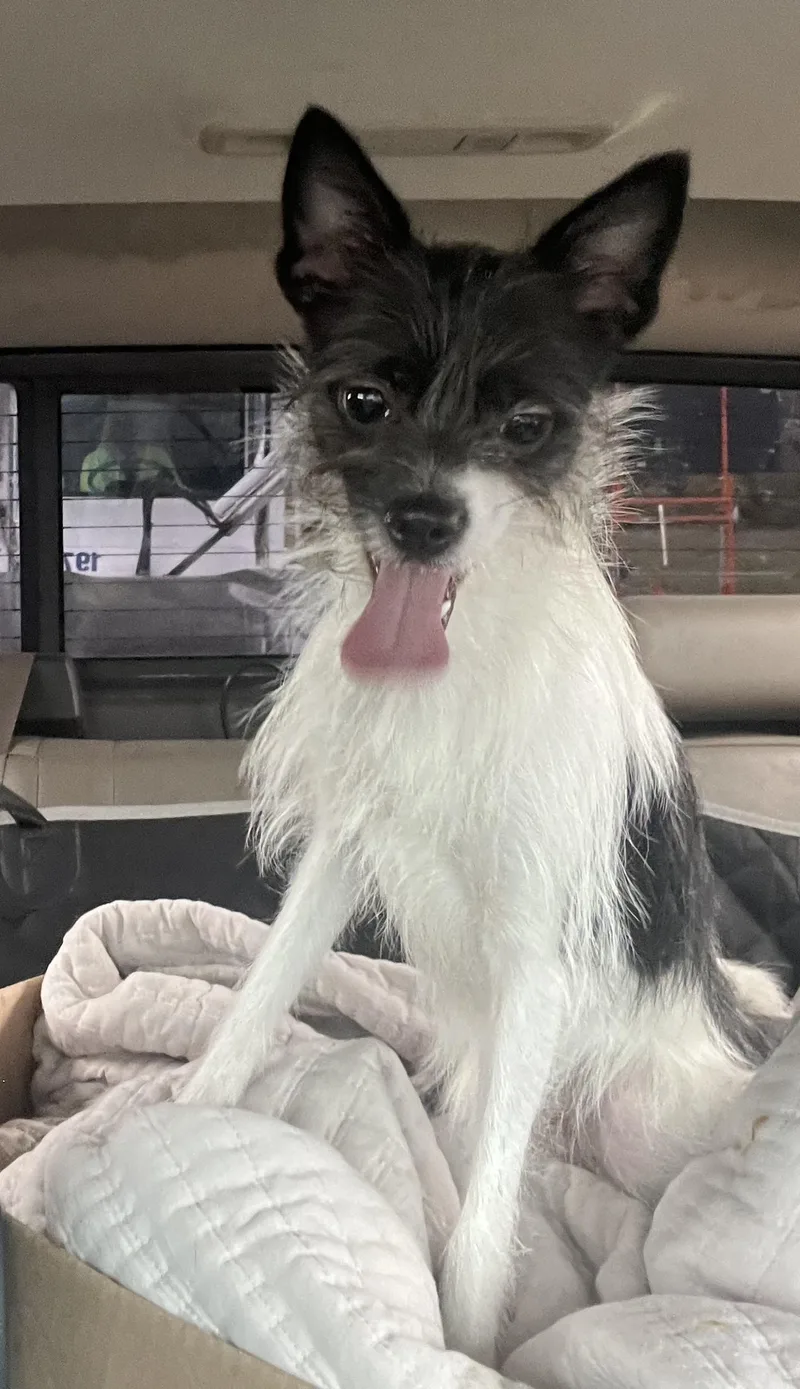 A young small-sized female White / Cream Chihuahua dog named Koko for adoption in Detroit, MI
