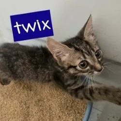 Twix