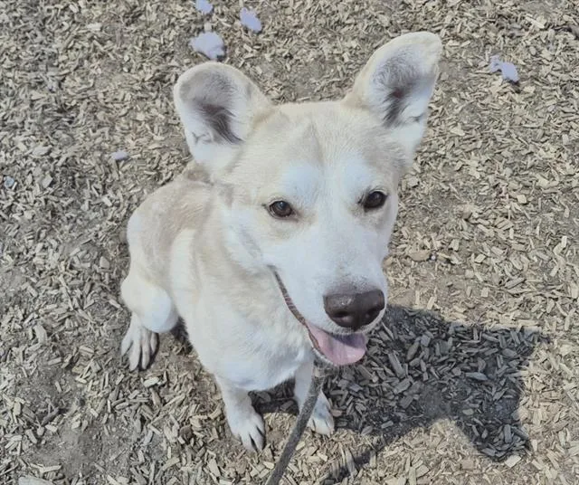 A young large-sized male Husky dog named Fetch for adoption in Albuquerque, NM