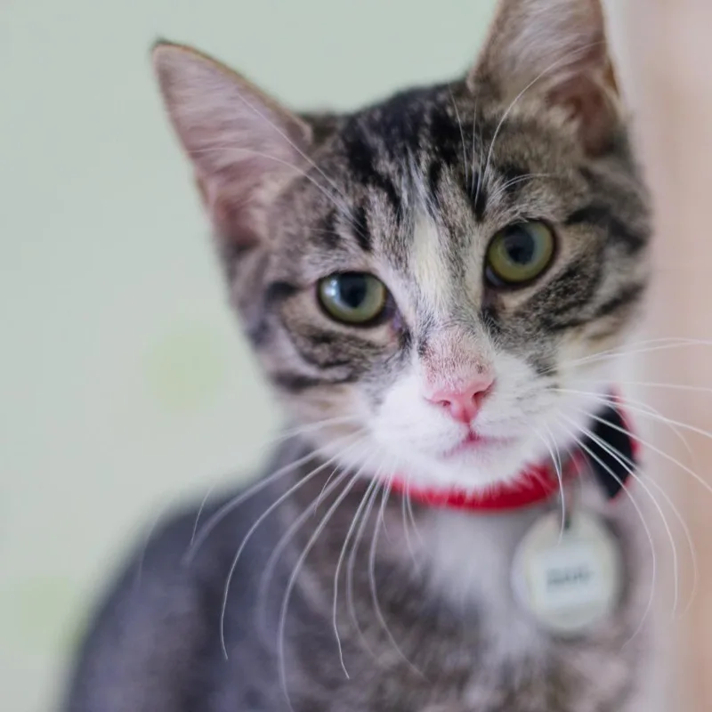 A baby medium-sized female Domestic Short Hair cat named Zuul for adoption in Hot Springs, AR