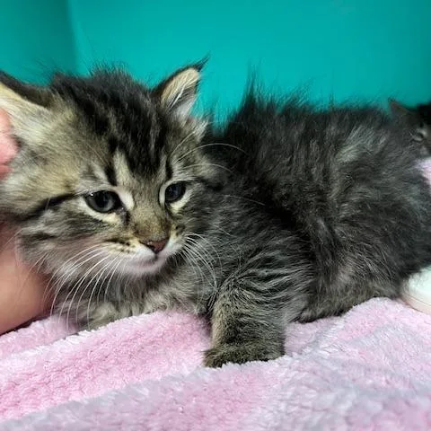 A baby small-sized female Brown / Chocolate Domestic Short Hair cat named Mischa for adoption in Owosso, MI