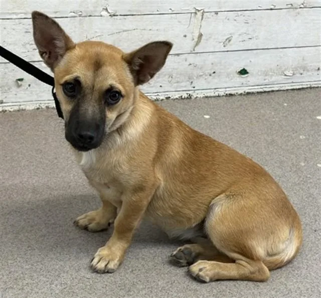 A young small-sized female Chihuahua dog named Caroline for adoption in San Bernardino, CA