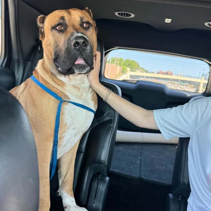 An adult extra large-sized male Yellow / Tan / Blond / Fawn Presa Canario dog named Big Al D for adoption in Princeton, MN