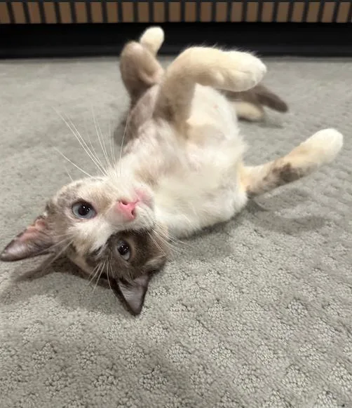 A young medium-sized female Flame Point Domestic Short Hair cat named Athena for adoption in Mokena, IL