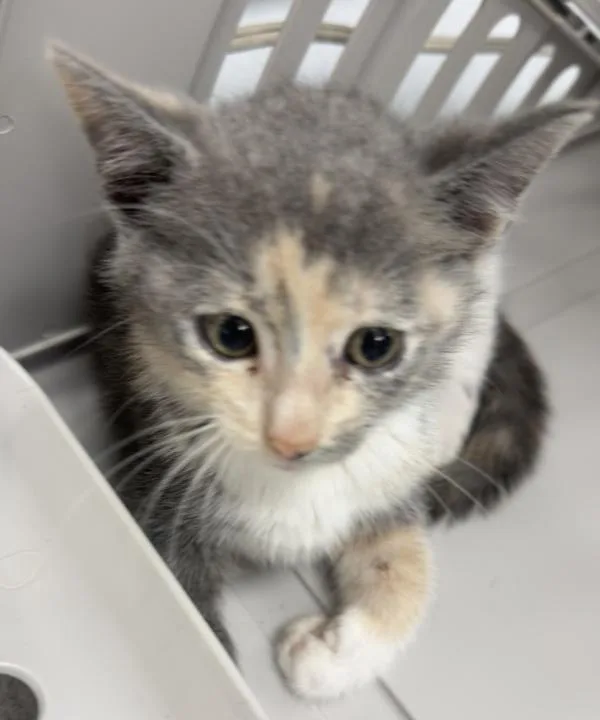 A baby small-sized female Domestic Short Hair cat named Surgery Suite 'Willow' for adoption in Lawrenceville, GA