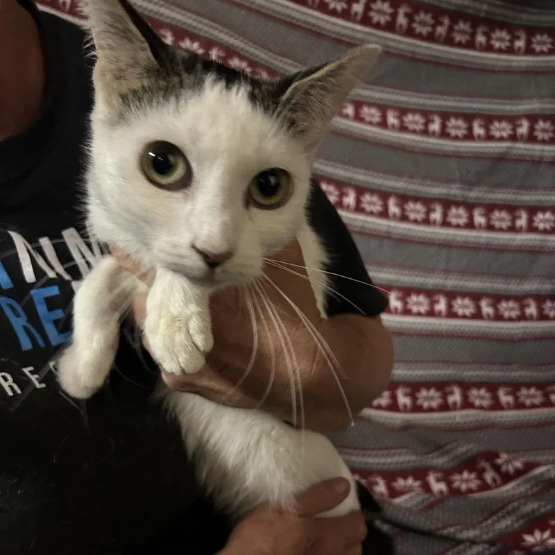 A young medium-sized female White Domestic Short Hair cat named Helsinki for adoption in Hemet, CA