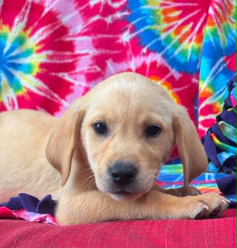 A baby small-sized male Labrador Retriever dog named Fredrick for adoption in Warrenton, NC