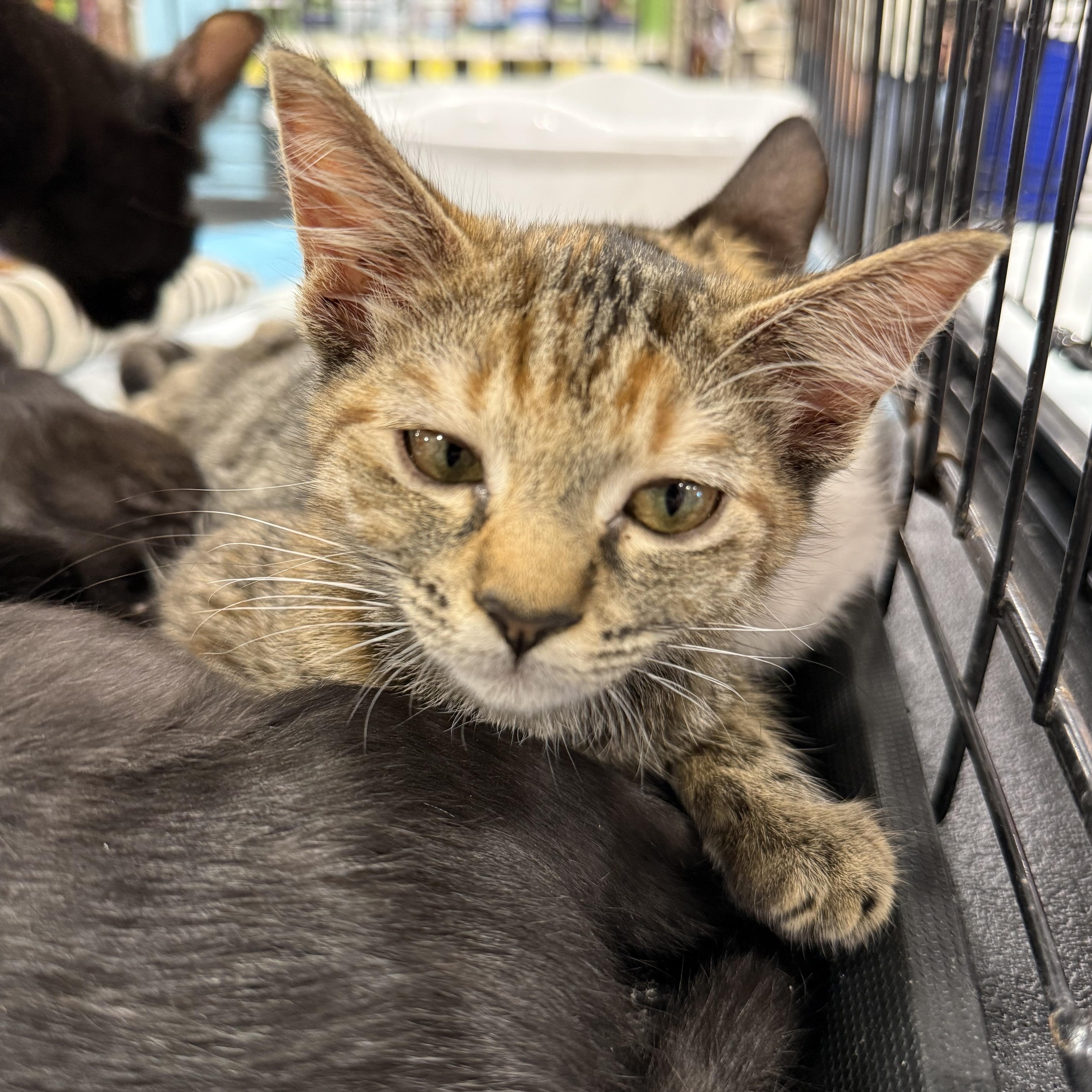A baby medium-sized female Calico cat named Myrtle for adoption in Intercession city , FL