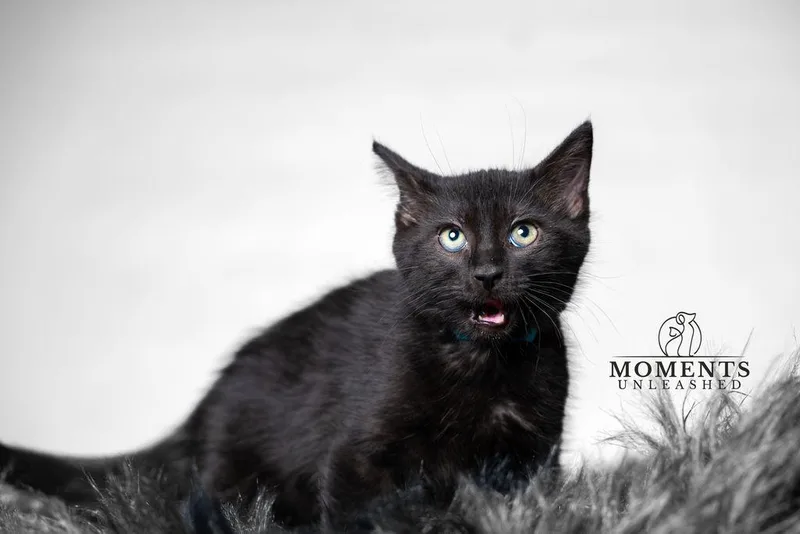 A baby small-sized male Black Domestic Short Hair cat named Pichu for adoption in Myakka City, FL
