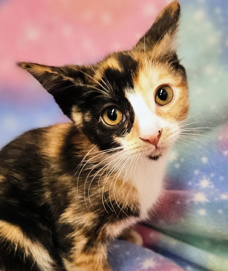A baby medium-sized female Calico cat named Callie  Rancho Cucamonga for adoption in Yorba Linda, CA