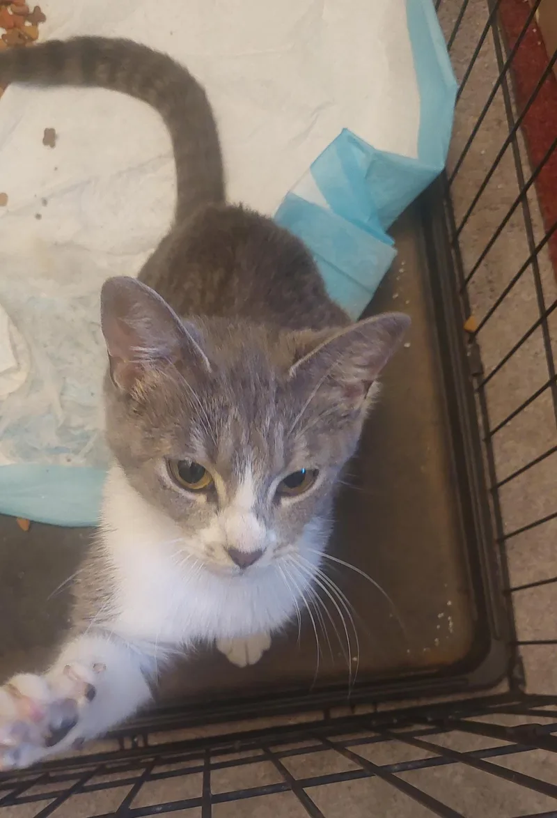 A young medium-sized female Gray & White Domestic Short Hair cat named Precious for adoption in Clinton, IL