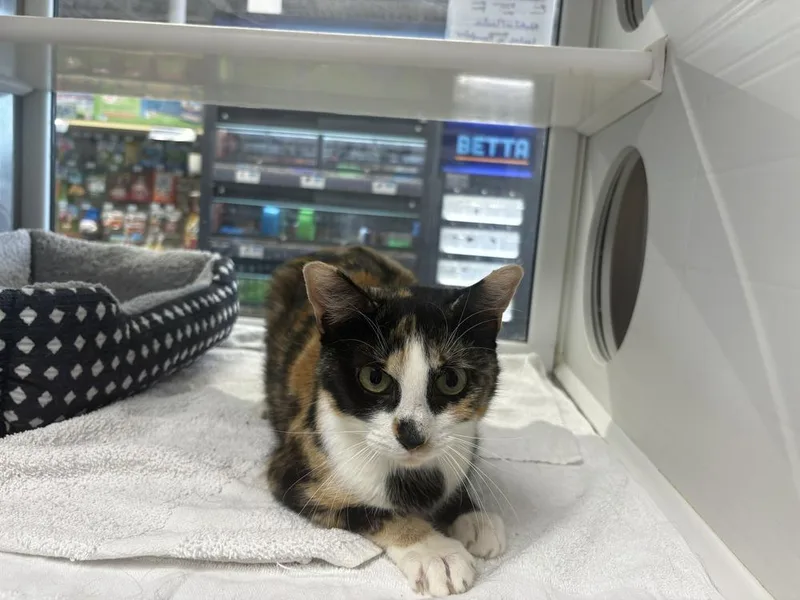 An adult medium-sized female Domestic Short Hair cat named Rosie for adoption in Wilson, NC