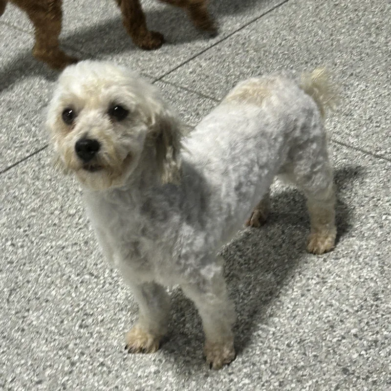 An adult small-sized female White / Cream Havanese dog named Bailey for adoption in Antwerp, OH
