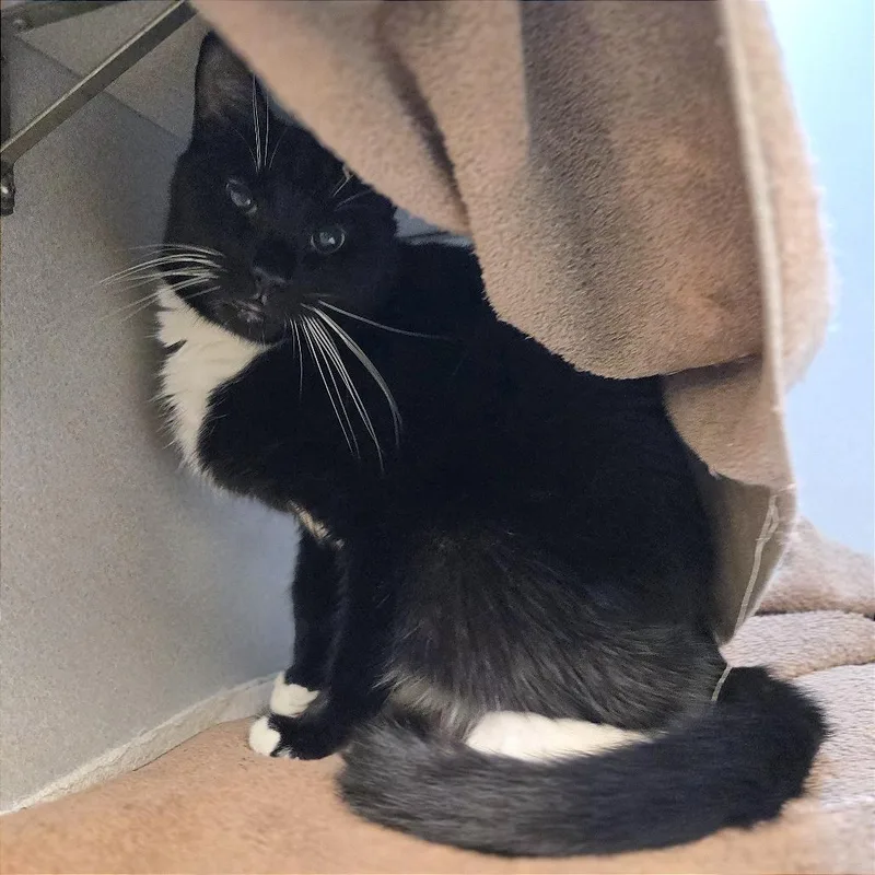 An adult medium-sized male Domestic Short Hair cat named Moo Moo for adoption in Pittsburgh, PA