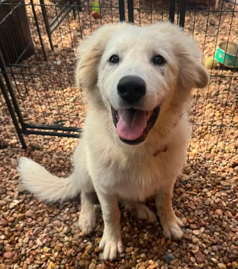 A baby large-sized male White / Cream Great Pyrenees dog named Narnia for adoption in Kiowa, OK