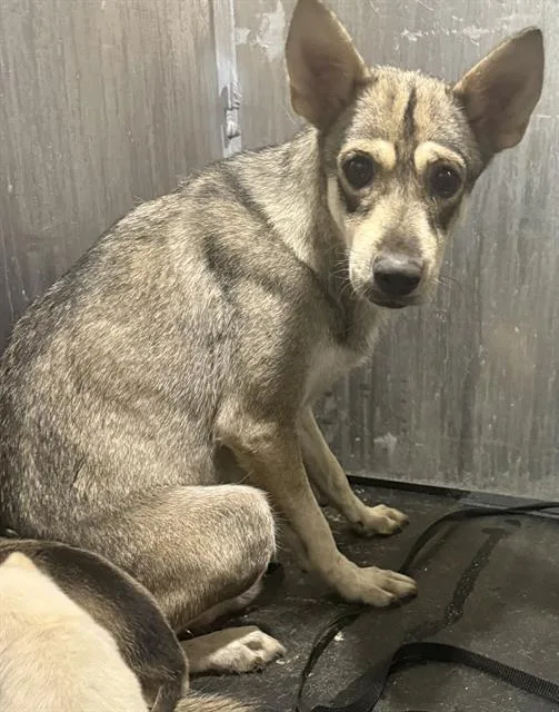 A young medium-sized female Husky dog named Honey for adoption in San Antonio, TX