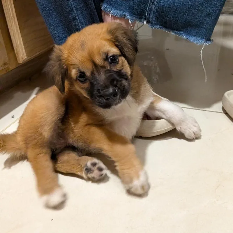 A baby small-sized female Brown / Chocolate Shepherd dog named Penny for adoption in Fort Collins, CO