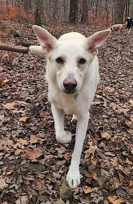 An adult large-sized male White / Cream German Shepherd Dog dog named Ernest for adoption in Amherst, MA
