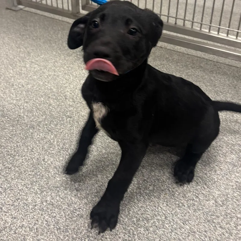 A baby medium-sized male Black Mixed Breed dog named Barksley for adoption in Hinsdale, IL