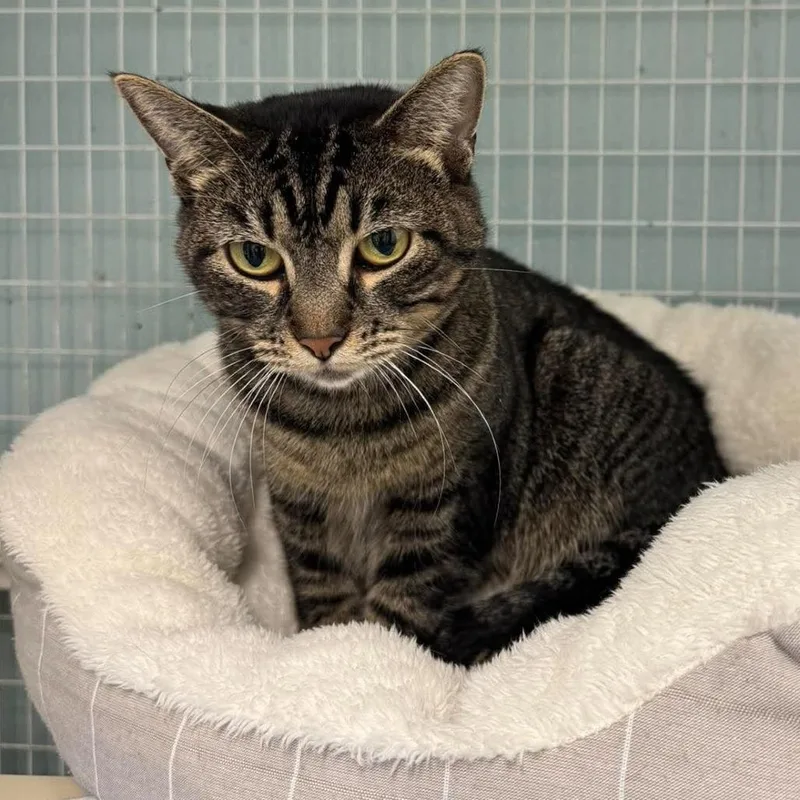 An adult medium-sized female Brown / Chocolate Domestic Short Hair cat named Jora for adoption in Edwardsville, IL