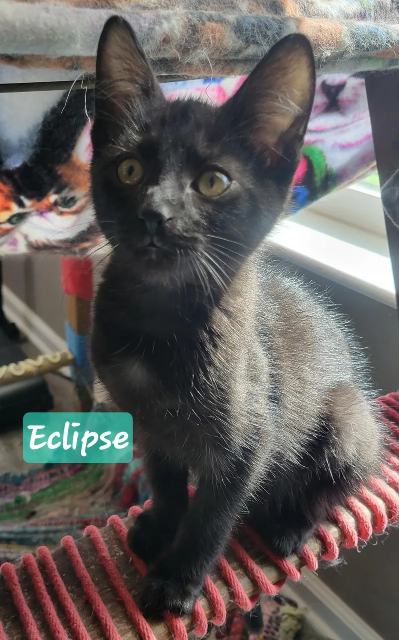 A baby small-sized male Black Domestic Short Hair cat named Eclipse for adoption in Indianapolis, IN