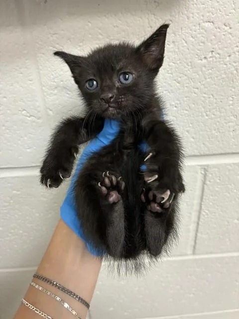A baby small-sized female Domestic Short Hair cat named Brownie for adoption in Naples, FL