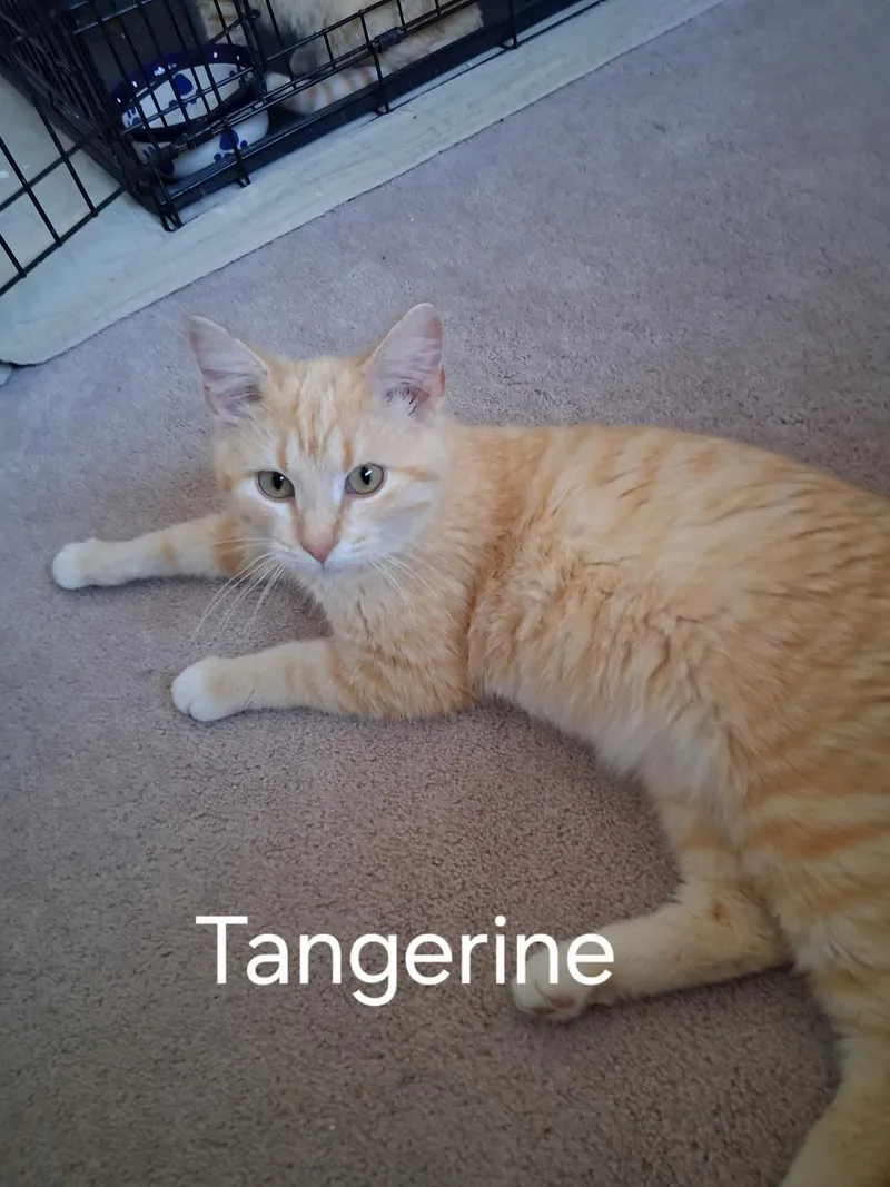 Clementine And Tangerine thumbnail 2