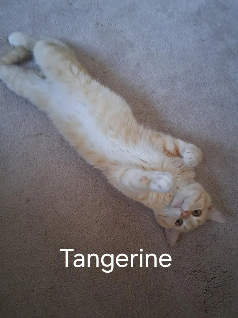 Clementine And Tangerine thumbnail 3