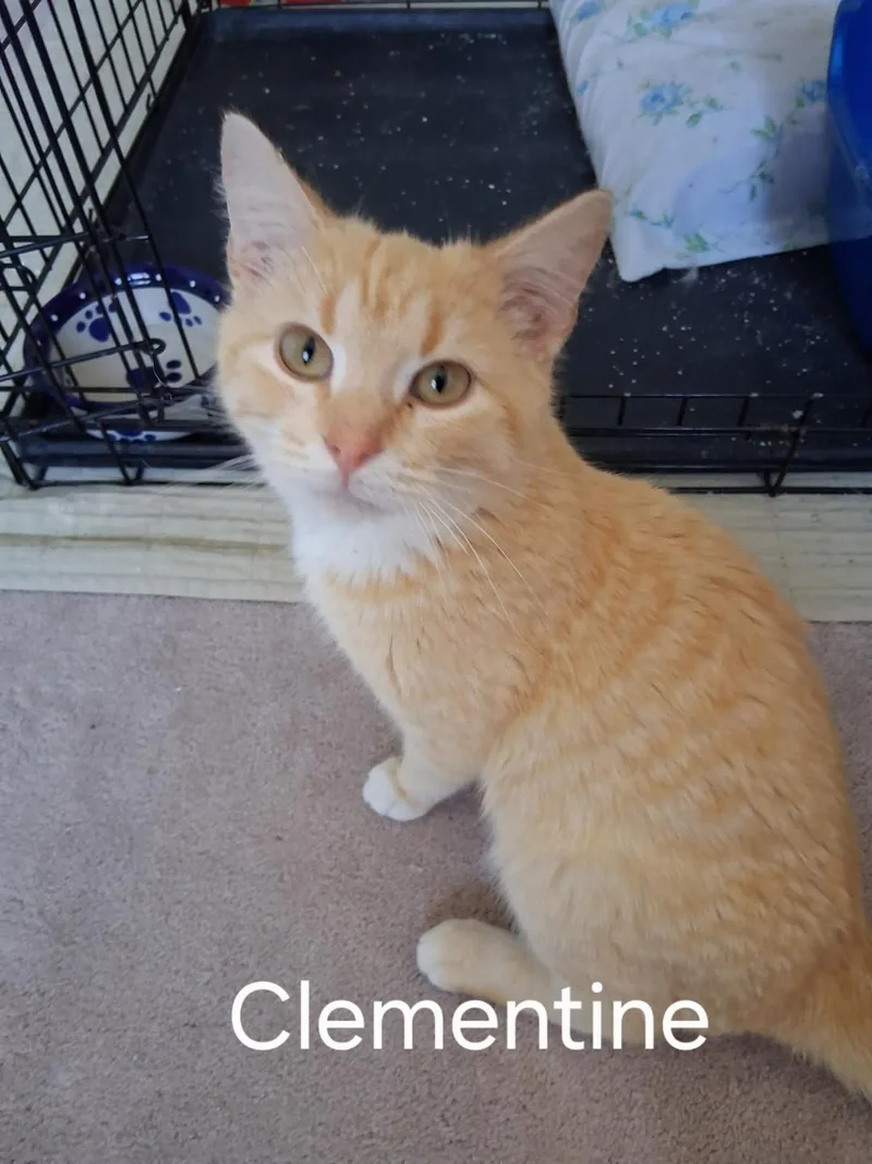 Clementine And Tangerine thumbnail 5