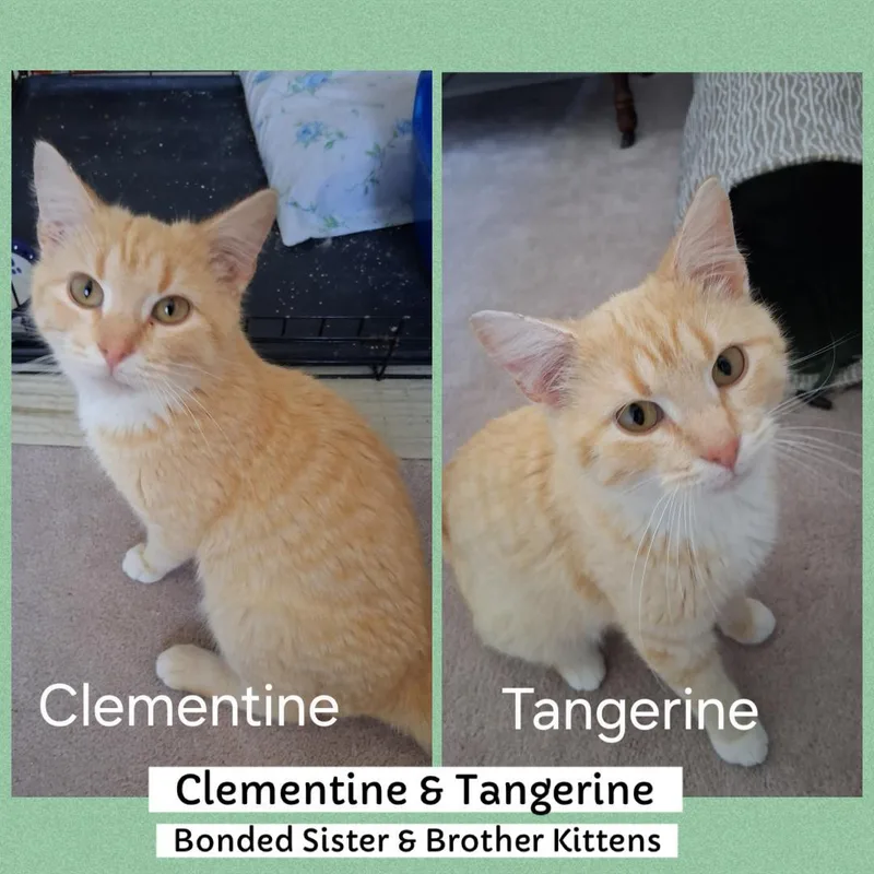 Clementine And Tangerine