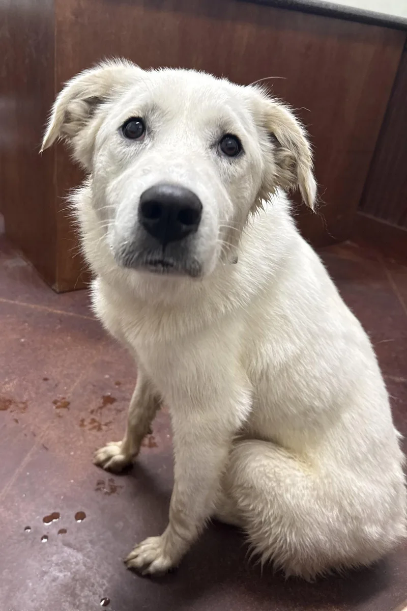 A young large-sized female Great Pyrenees dog named Darcy for adoption in Croydon, NH