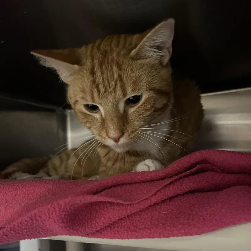 An adult medium-sized male Orange / Red Domestic Short Hair cat named Fred Astaire for adoption in Mentor, OH