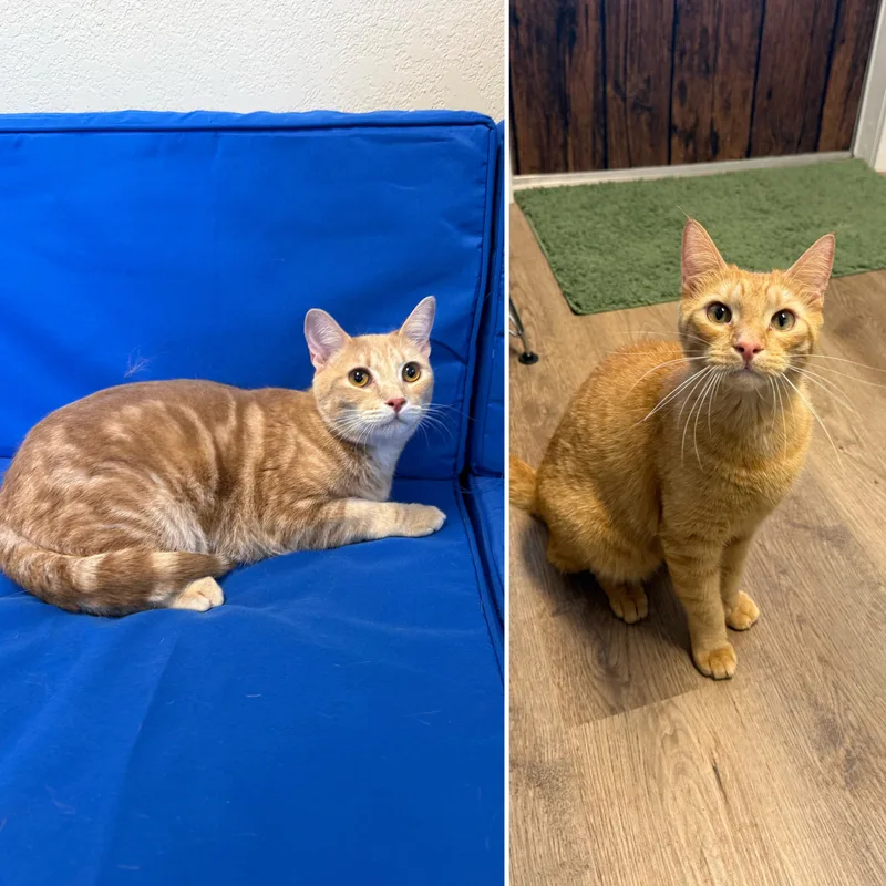 An adult medium-sized male Orange / Red Domestic Short Hair cat named Bonded Pair  Jasper for adoption in Plant City, FL
