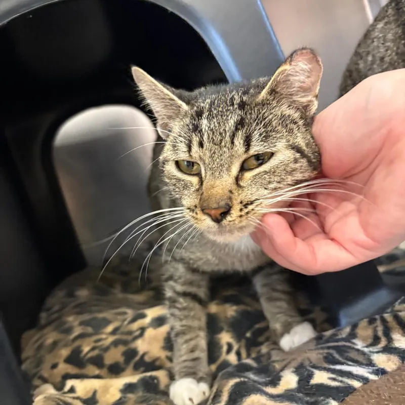 A baby medium-sized female Brown / Chocolate Domestic Short Hair cat named Cherry for adoption in Spokane, WA