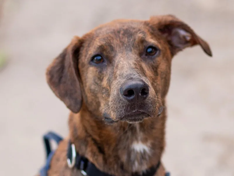 A young medium-sized male Plott Hound dog named Keegan for adoption in tampa, FL